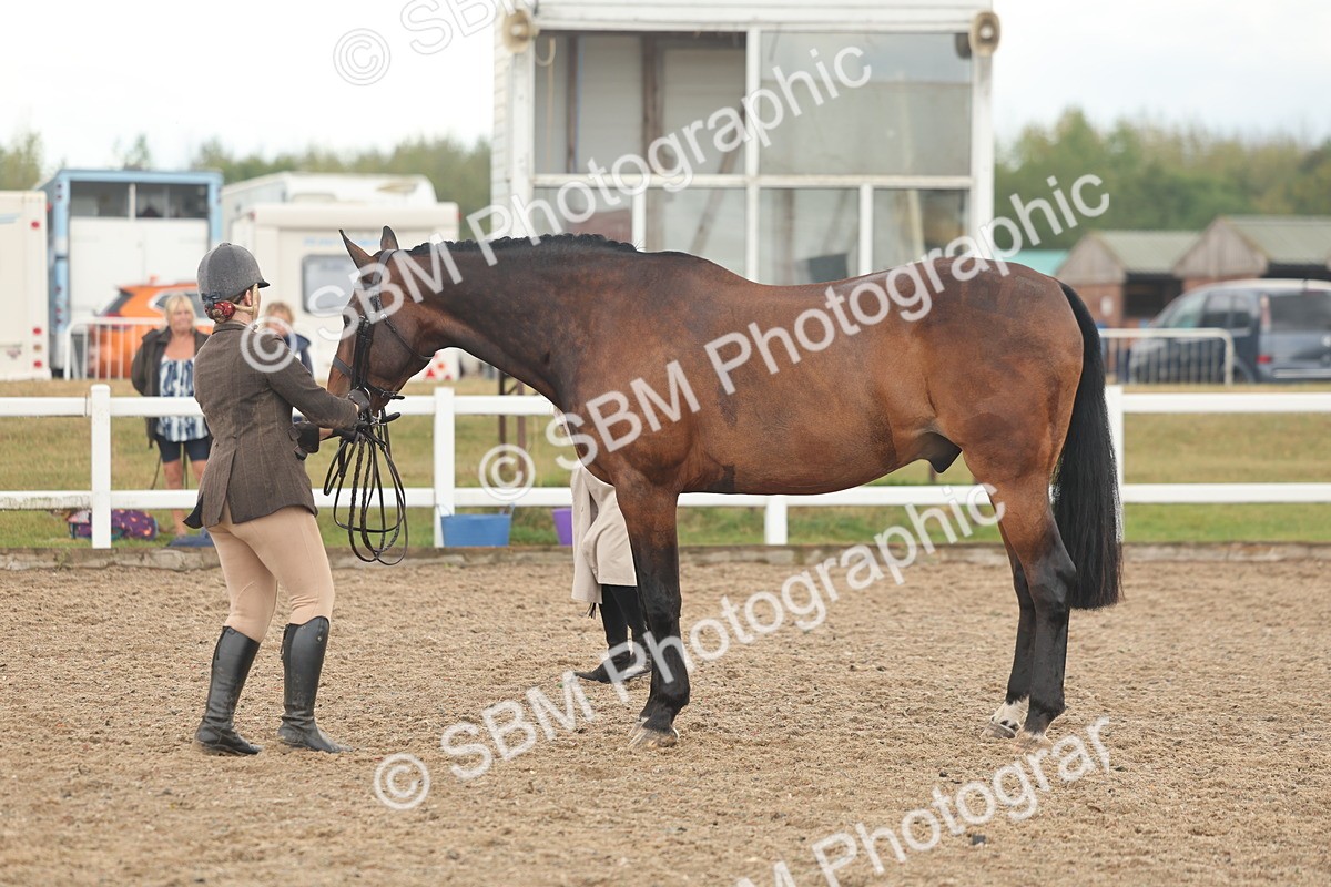 SBM_07880 - Class 28 - IH Veteran Horse