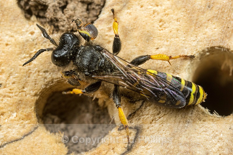 Crabro cribrarius (m) - Crabro cribrarius