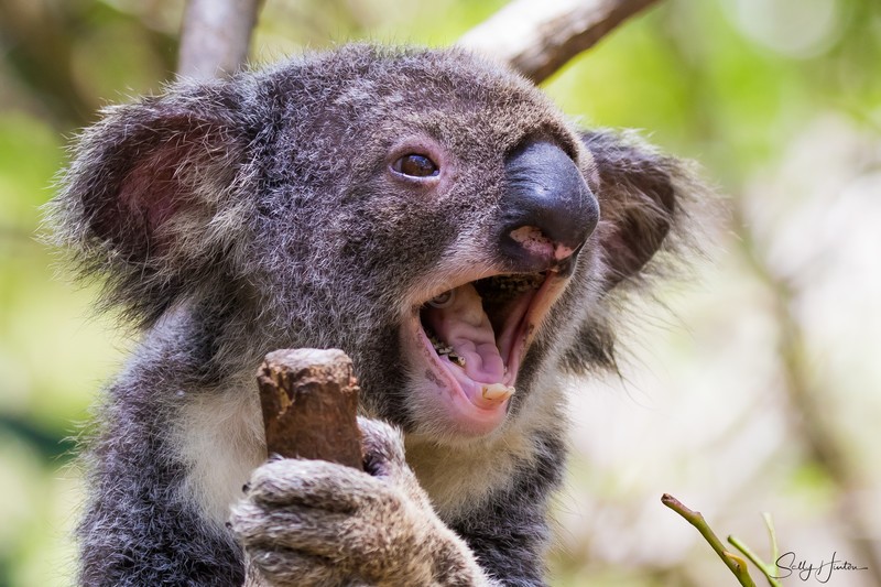 Koala Yawn
