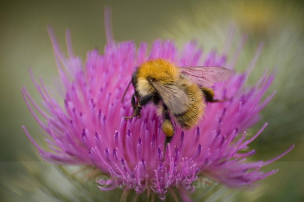 Frear-Bumble-Bee - For T&C