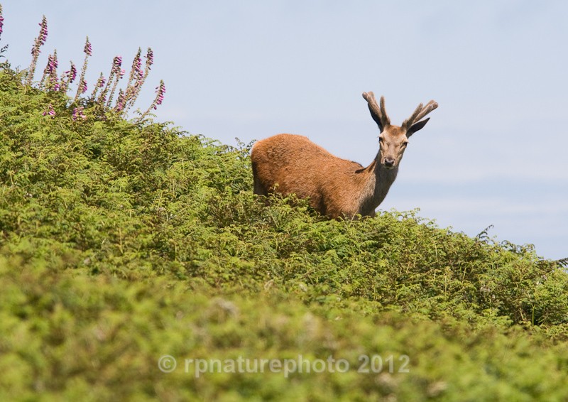 Red Deer Stag - Cervus elaphus RPNP0035 - Mammals