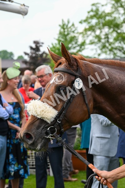 170524-Race 4-Giavellotto-8231 - Race 4 3.45pm Boodles Yorkshire Cup Stakes