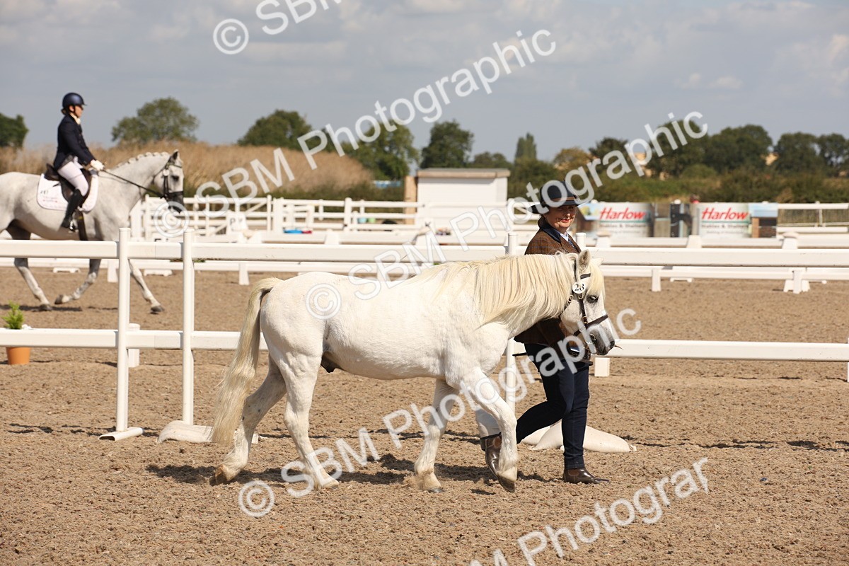 SBM_03376 - Class 18 Handsomest Gelding (IH or Ridden)