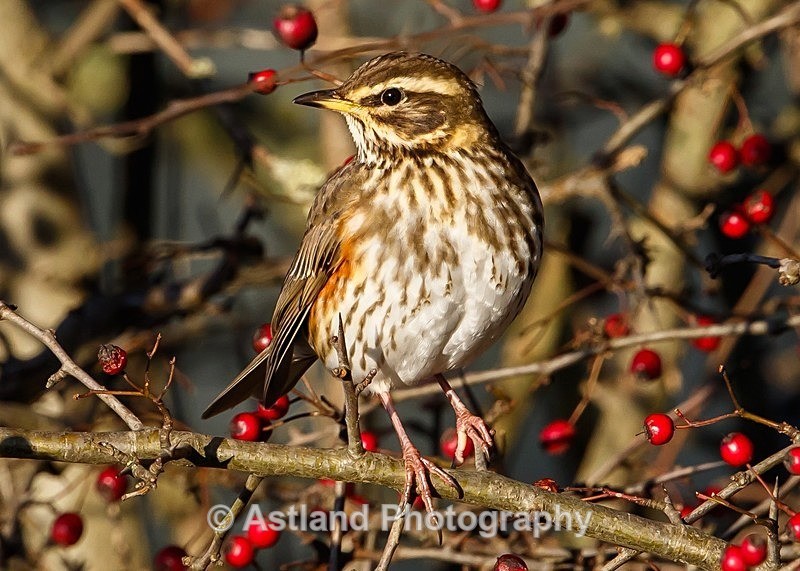 Astland Photography, Bird and Wildlife Images, Susan and Peter Wilson, U.K