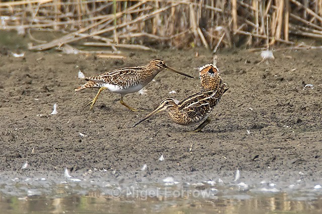 Snipe displaying fantail at Otmoor - Snipe
