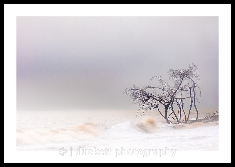 Trees in the Ocean 2