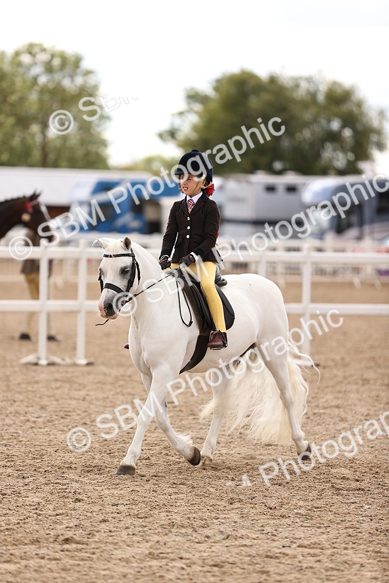 SBM_15954 - Class 416 - Prettiest Mare (IH or Ridden) Jnr