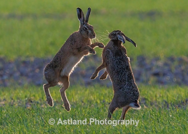 Brown Hares - Latest Images