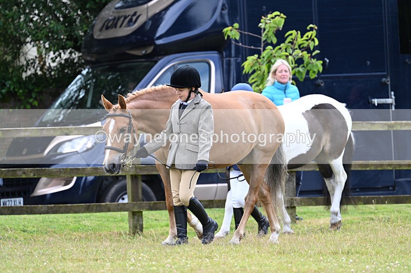 WJ7_6521 - Class 5 Handsome Gelding in hand