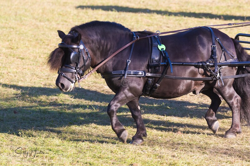 Harness Driving Challenge 14. 0A3A9693 - 2025 Senic Rim Clydesdale Spectacular