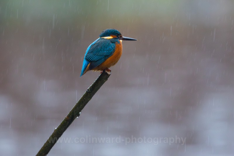 Kingfisher in the rain   ref 1380 - macro and nature.