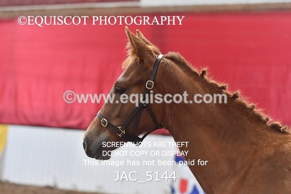 JAC_5144 - 9 Zinzipan