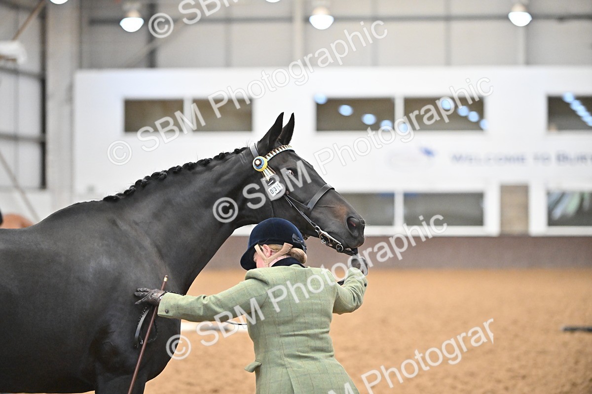 SBM_000140 - Class 6 - BSHA In Hand Racehorse to Show Horse