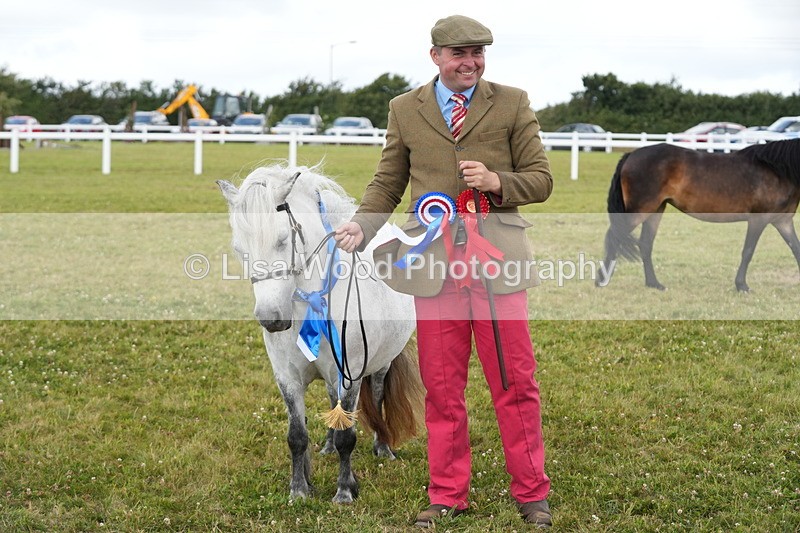 DSC05999 - NPS M&M In Hand Championship