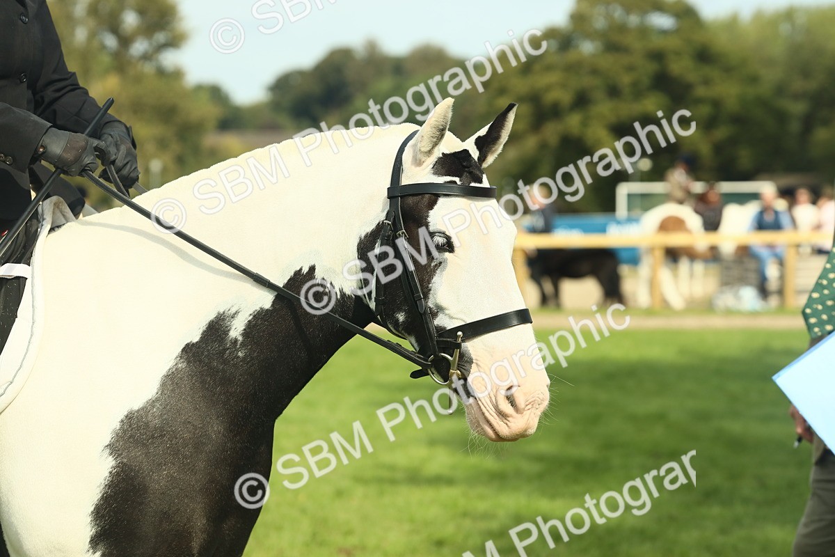 SBM_66585 - S34 - Rehabilitated Rescue Horse & Pony In Hand & Ridden