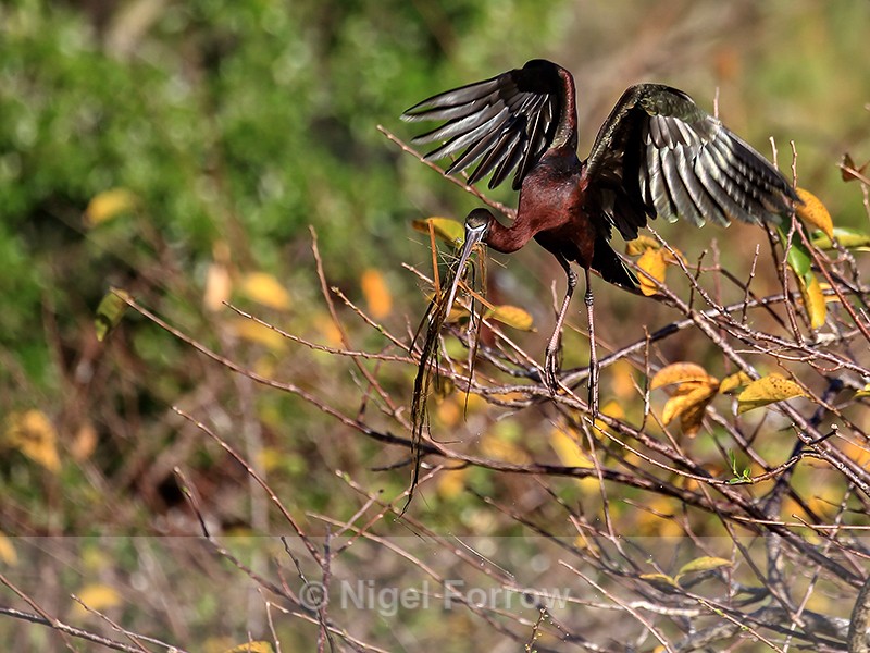 Flying Glossy Ibis with nest material, Wakodahatchee Wetlands, Florida - Glossy Ibis