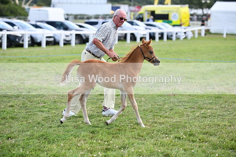 DSC_8510 - Class 69: Pure, Anglo & Part Bred In Hand Arab