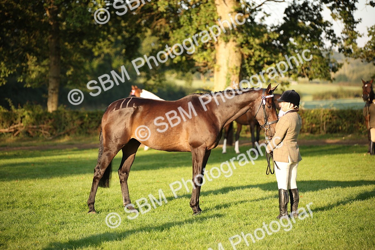 SBM_56888 - S49 - Riding Horse & Hack & Thoroughbred In Hand