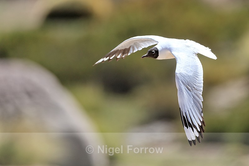 Andean Gull flying, wings down, Chile - Andean Gull