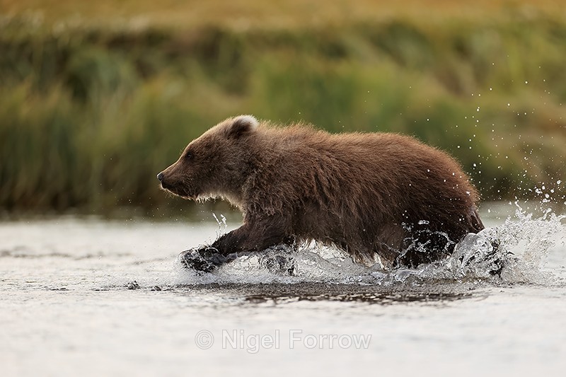 Grizzly Bear cub running in creek, Lake Clark National Park, Alaska - Brown Bear