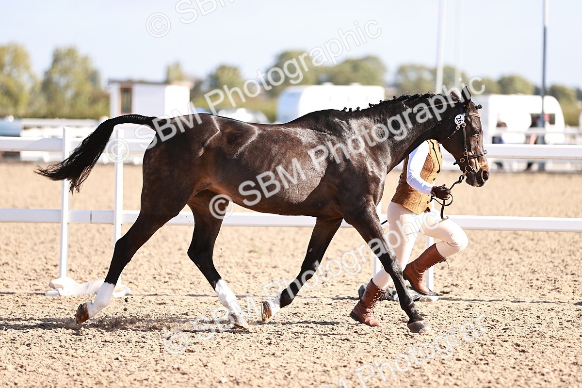 SBM_22019 - Class 702 - IH Show Horse-Pony