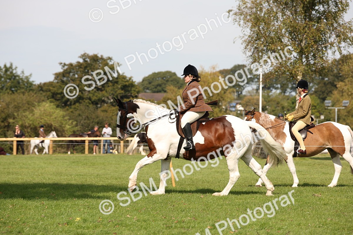 SBM_70094 - S65 - Piebald & Skewbald Horse Ridden