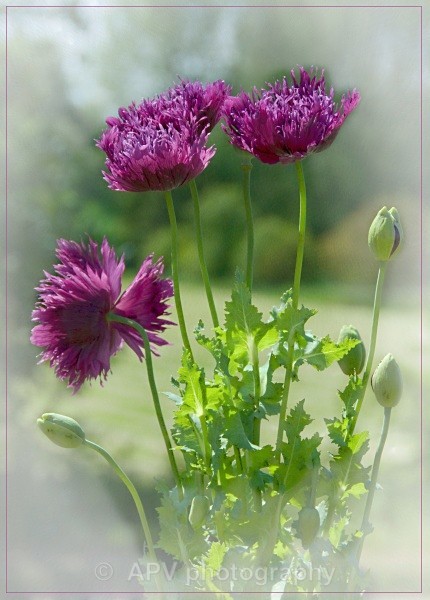 _SBA7686 - Petals and Leaves