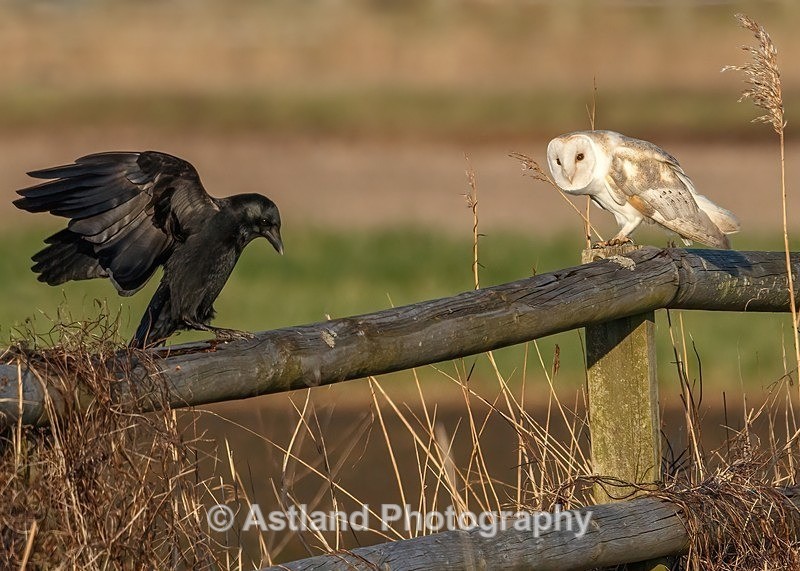 Barn Owl - Latest Images