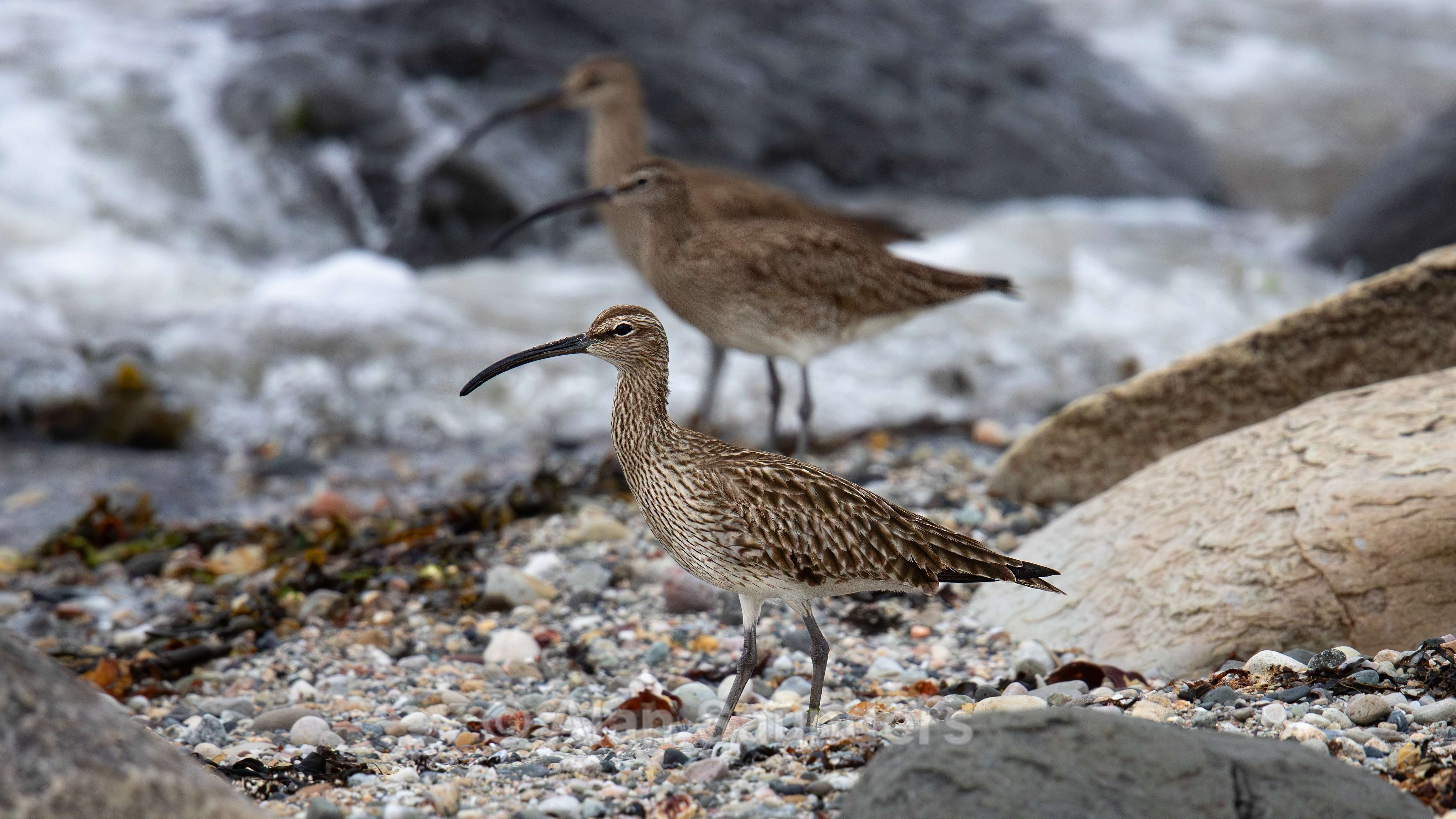 Eurasian Whimbrel 17