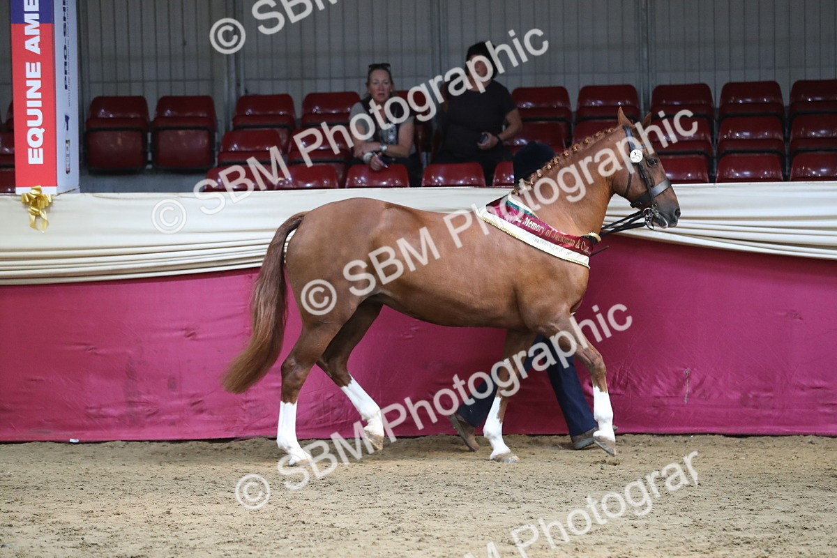 SBM_06601 - Regional IH Champ