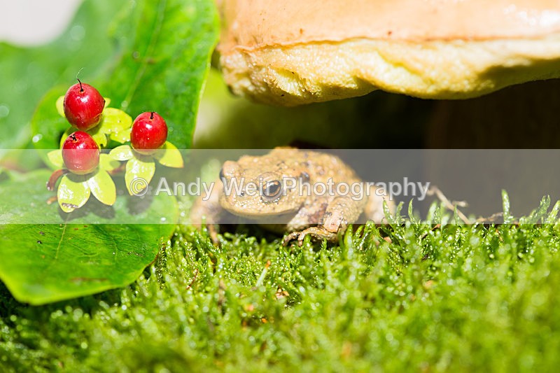 20131012-3K8A7059 - Frogs & Toads
