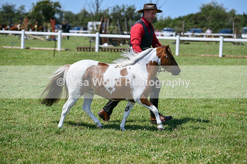 DSC_7174 - Class 61: Miniature Horse 4yrs & over