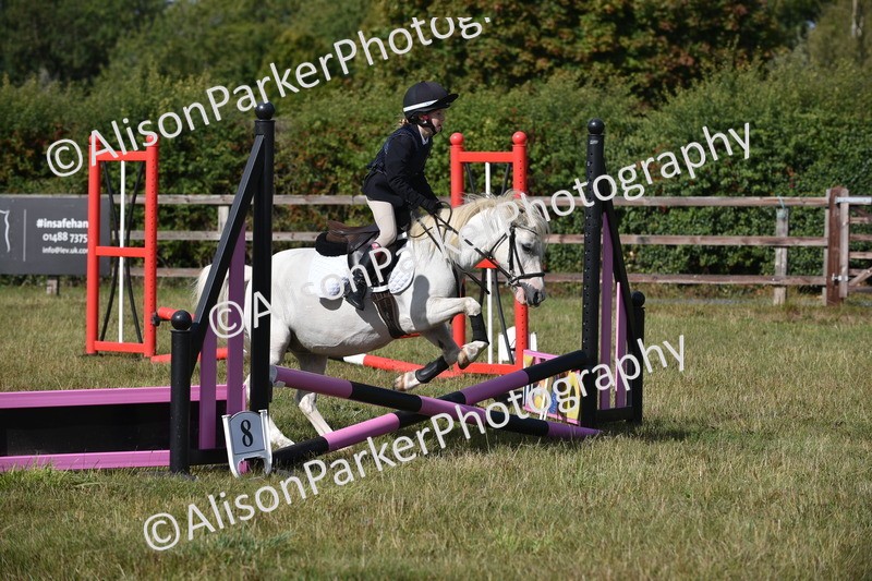 20250831-0422 - Class 7 - Absolute Novice 35cm