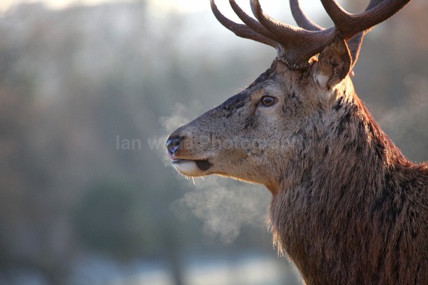 Stag _ AGTO119 - Wildlife, Mammal Photography, Great Britain