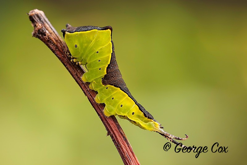 Puss Moth (Cerura vinula) caterpillar