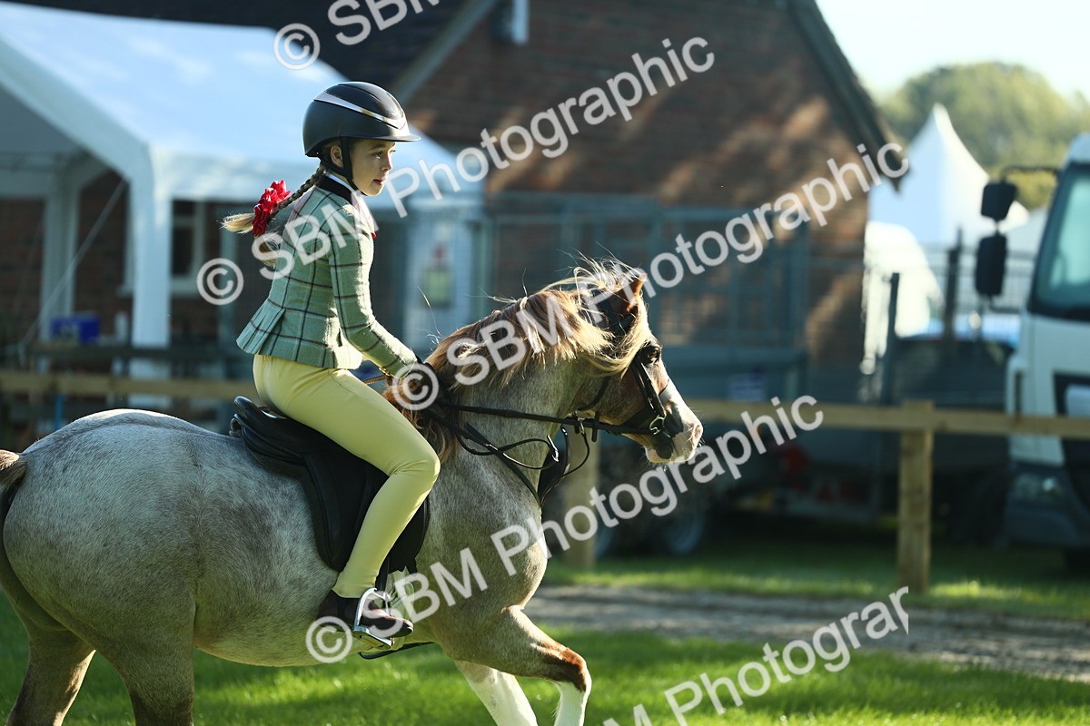 SBM_36362 - S29 - Novice & Newcomers Working Hunter Pony