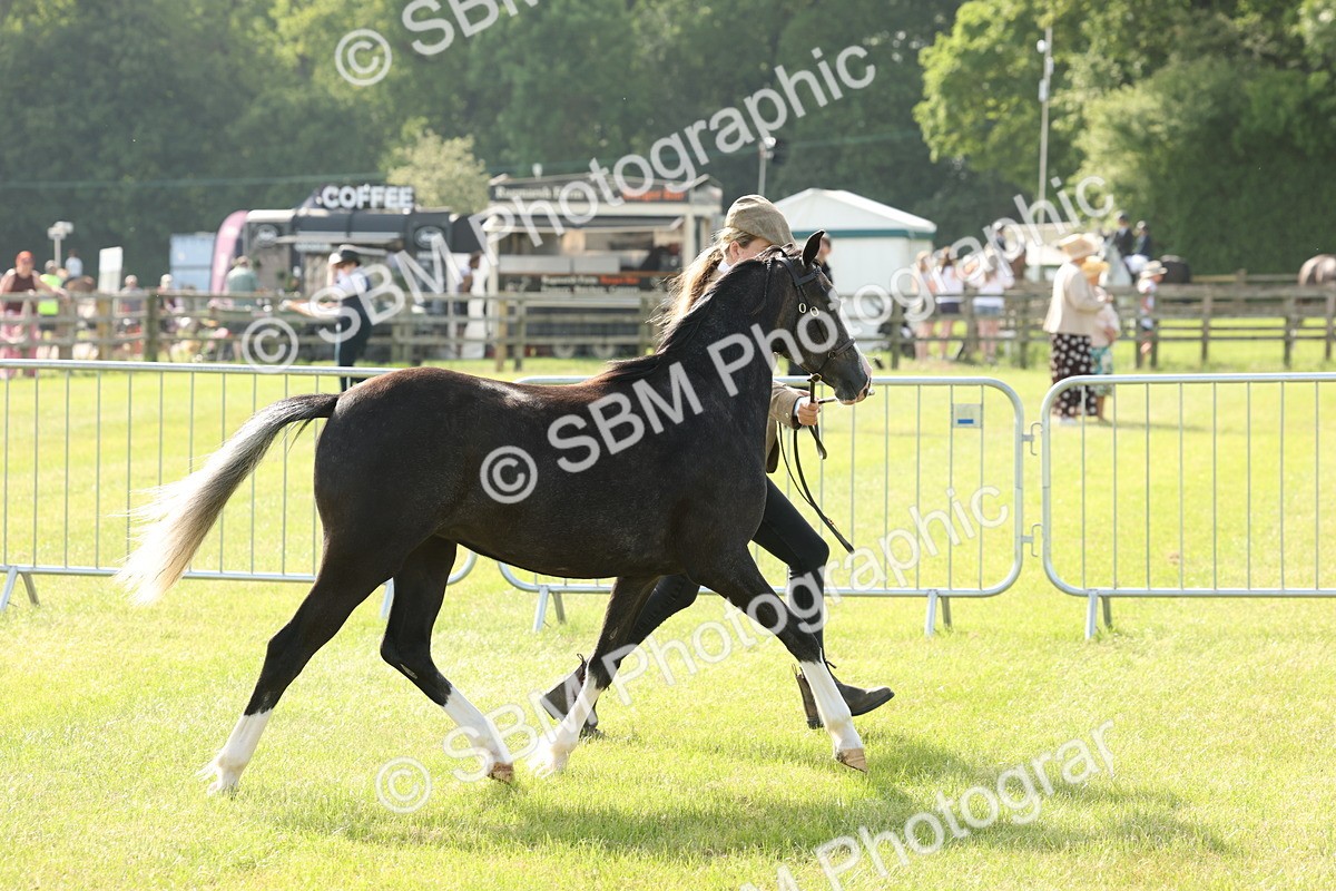 SBM_00689 - Class 6-13 - Mountatin and Moorland In Hand Welsh Breeds
