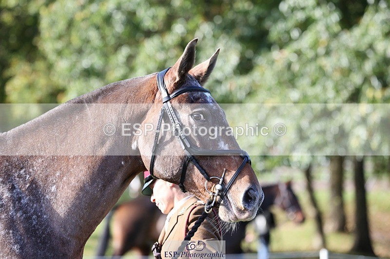 241027-102451-15870 - 501-Captain.Holly.Day-MUSTANG