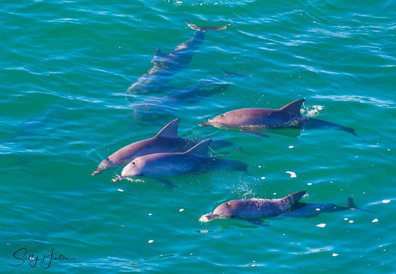 Dolphins 1