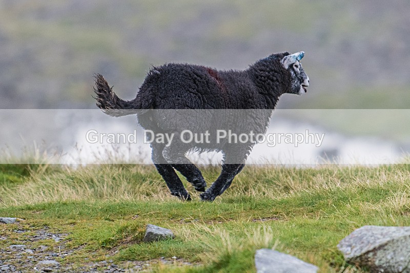 Turner-452 - Turner Landscape Fell Race Saturday 9th August 2025