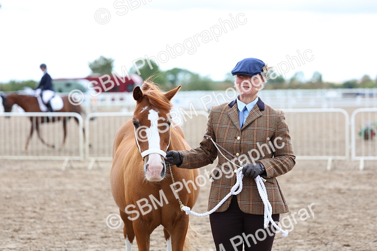 SBM_01209 - Class 16 - IH M&M Wildcard