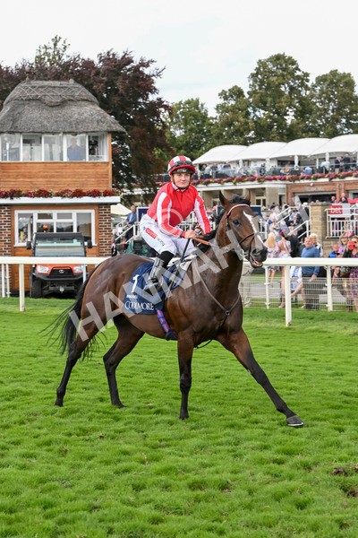 230824-Race 4-Bradsell-9520 - Race 4 3.35pm Coolmore Wootton Bassett Nunthorpe Stakes