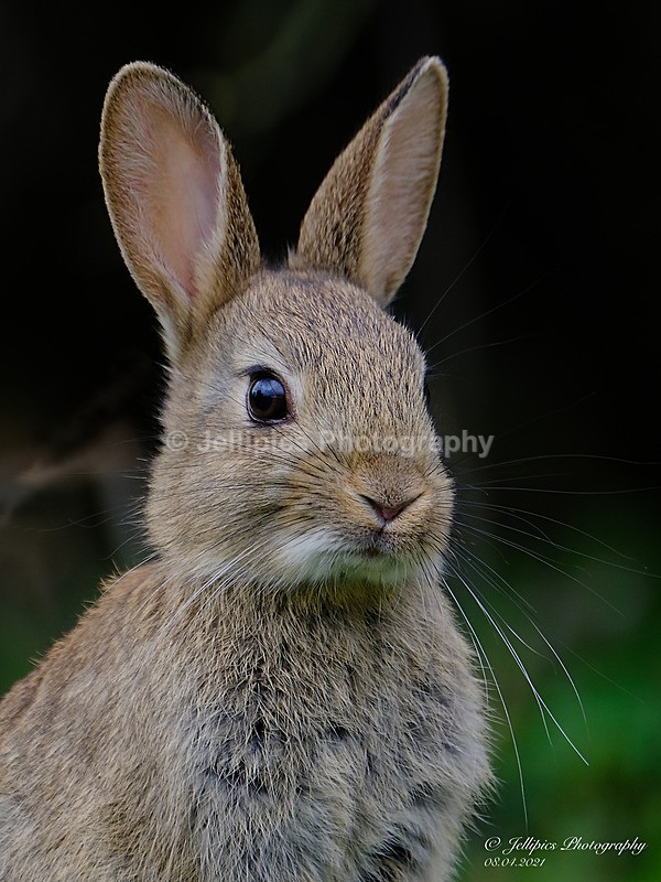  - Wildlife and Nature