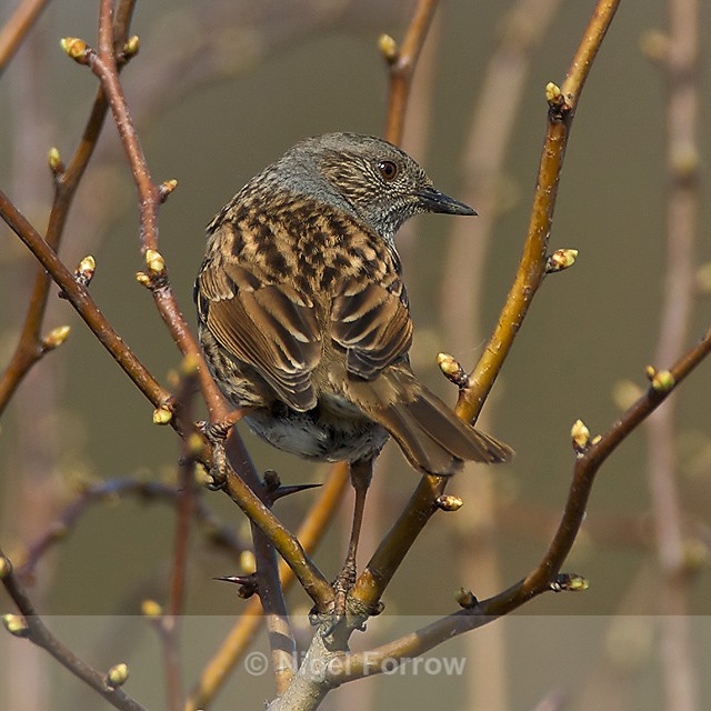 Dunnock - Dunnock