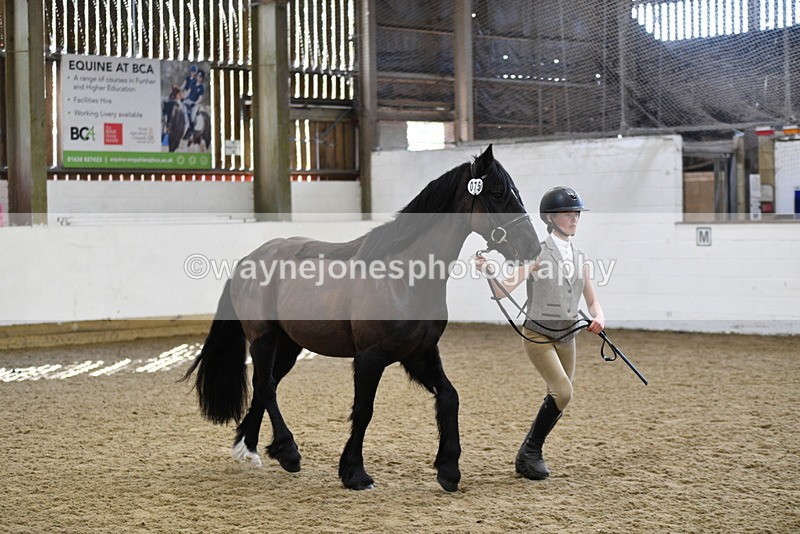 WJ5_4561 - Class 3 Part Bred In hand