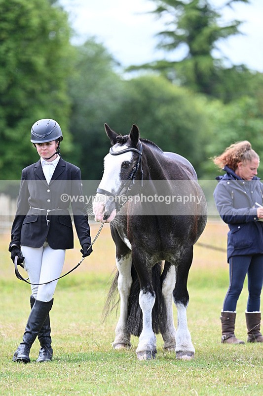 WJ7_7113 - Class 5a Most Handsome Gelding in Hand