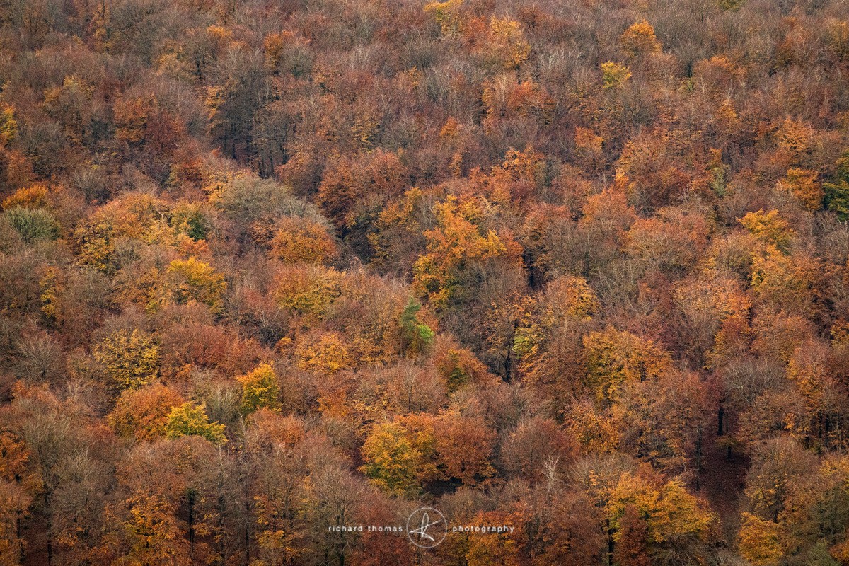 Russet hill - Woodland