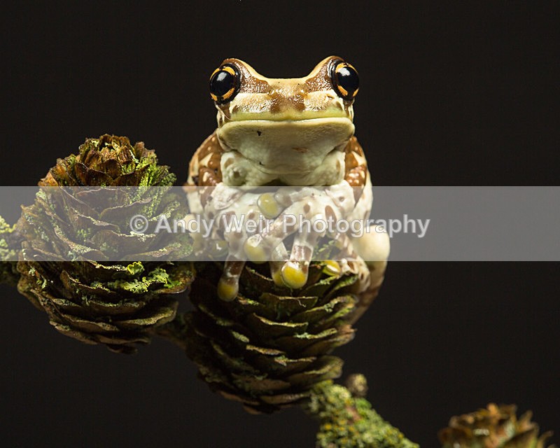 20140325-3K8A9542 - Frogs & Toads