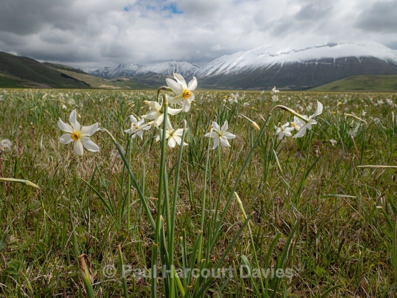 Poet's Narcissus (Narcissus poeticus) on the Piano Grande - Flowers in the Landscape - 2
