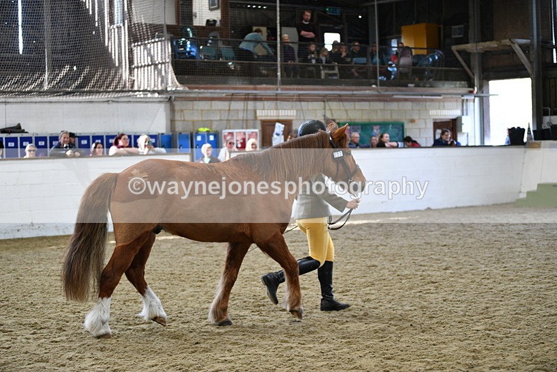 WJ5_4473 - Class 3 Part Bred In hand